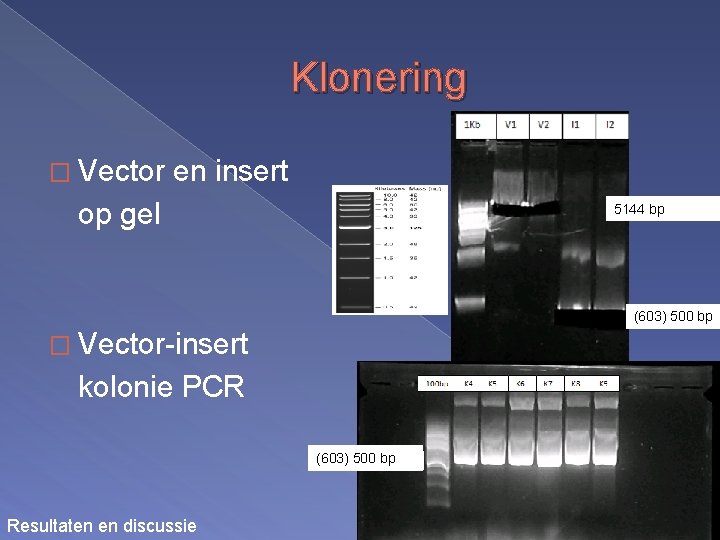 Klonering � Vector en insert op gel 5144 bp (603) 500 bp � Vector-insert