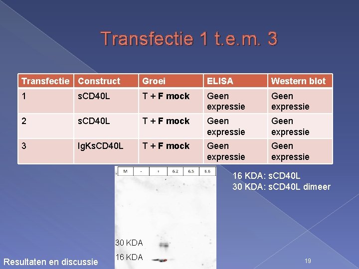 Transfectie 1 t. e. m. 3 Transfectie Construct Groei ELISA Western blot 1 s.