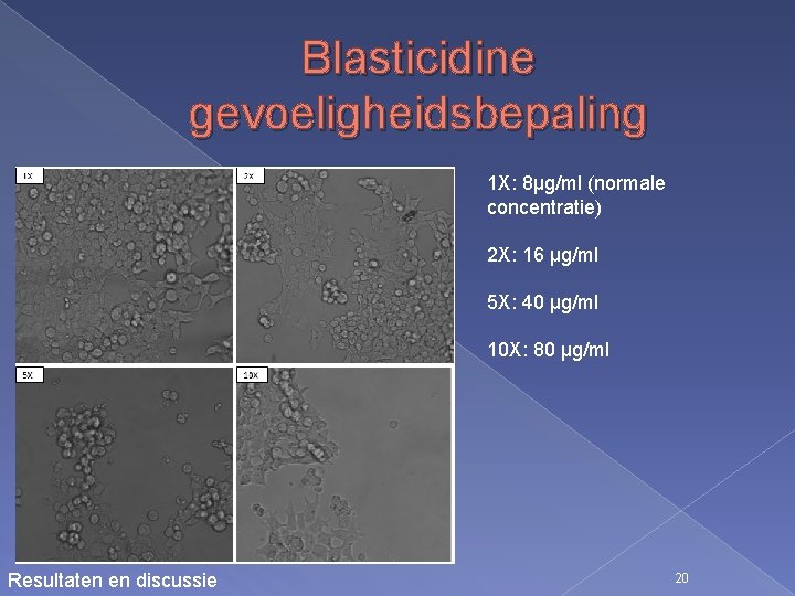 Blasticidine gevoeligheidsbepaling 1 X: 8µg/ml (normale concentratie) 2 X: 16 µg/ml 5 X: 40