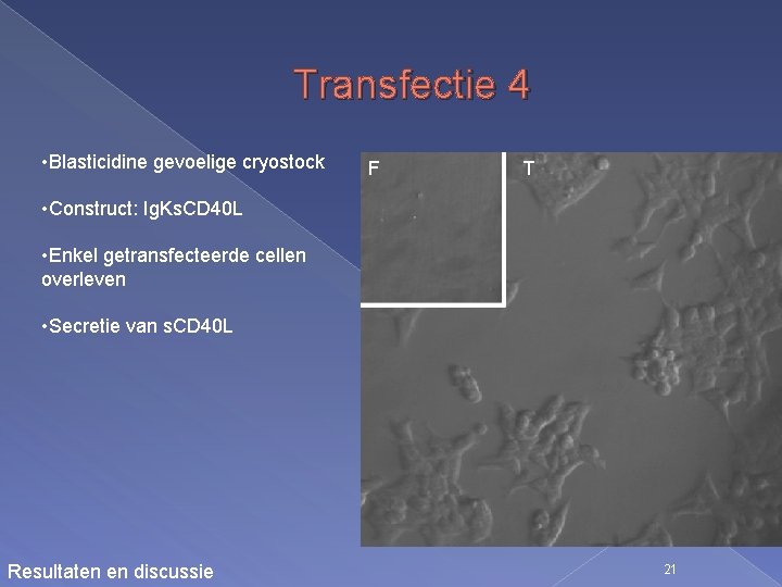 Transfectie 4 • Blasticidine gevoelige cryostock F T • Construct: Ig. Ks. CD 40