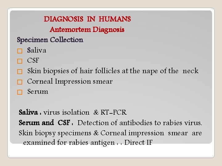 DIAGNOSIS IN HUMANS Antemortem Diagnosis Specimen Collection � Saliva � CSF � Skin biopsies