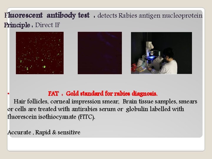 Fluorescent antibody test : detects Rabies antigen nucleoprotein Principle : Direct IF FAT :