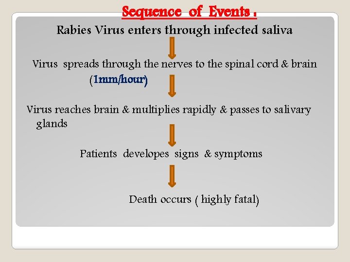 Sequence of Events : Rabies Virus enters through infected saliva Virus spreads through the