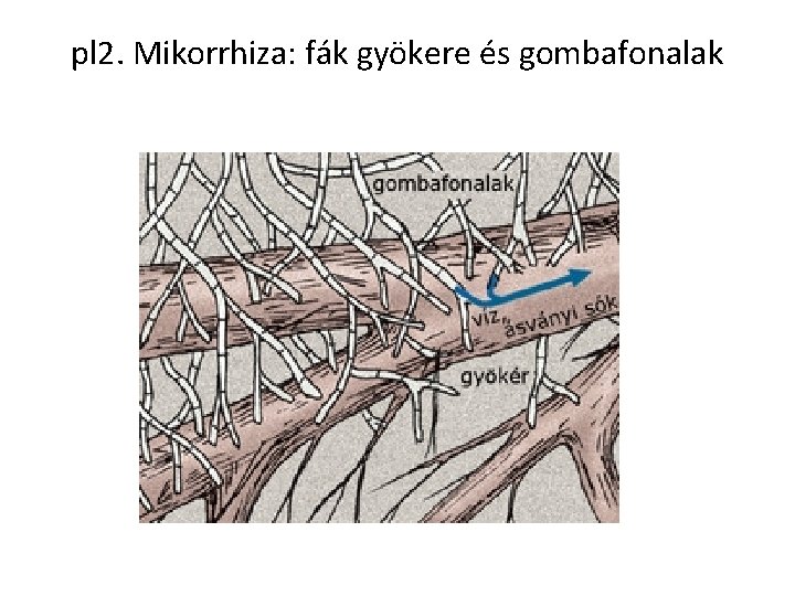 pl 2. Mikorrhiza: fák gyökere és gombafonalak 