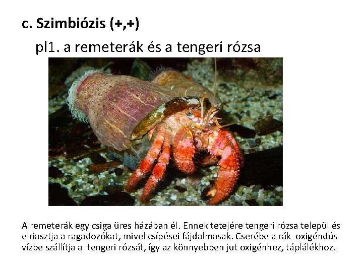 c. Szimbiózis (+, +) pl 1. a remeterák és a tengeri rózsa A remeterák