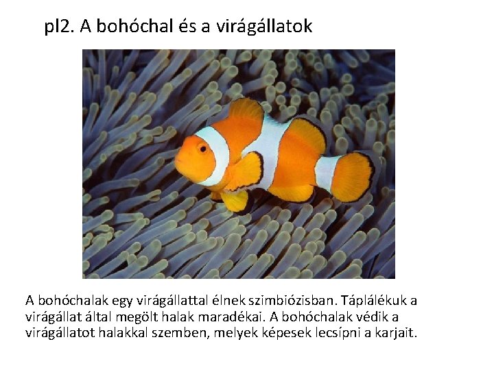 pl 2. A bohóchal és a virágállatok A bohóchalak egy virágállattal élnek szimbiózisban. Táplálékuk