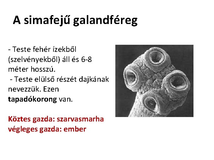 A simafejű galandféreg - Teste fehér ízekből (szelvényekből) áll és 6 -8 méter hosszú.