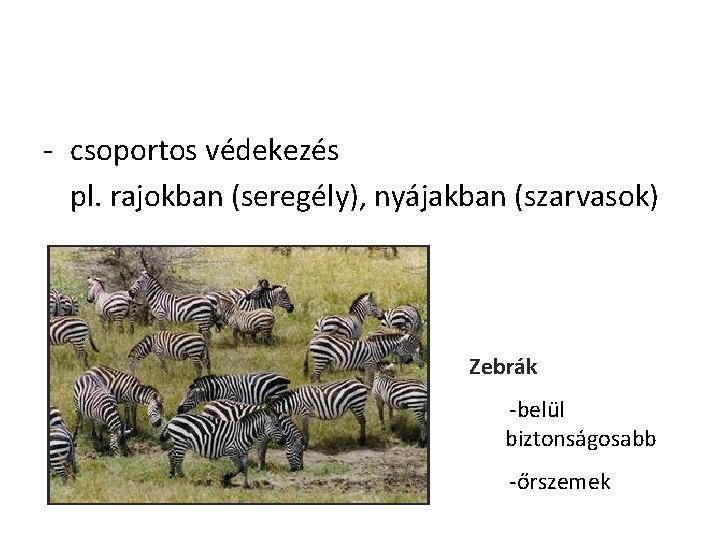 - csoportos védekezés pl. rajokban (seregély), nyájakban (szarvasok) Zebrák -belül biztonságosabb -őrszemek 