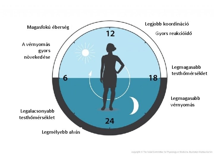 Magasfokú éberség Legjobb koordináció Gyors reakcióidő A vérnyomás gyors növekedése Legmagasabb testhőmérséklet Legalacsonyabb testhőmérséklet