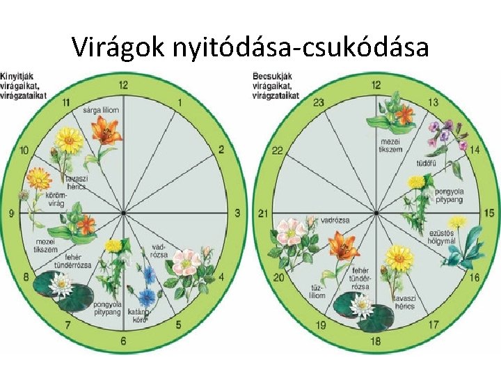 Virágok nyitódása-csukódása 