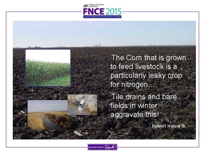 The Corn that is grown to feed livestock is a particularly leaky crop for