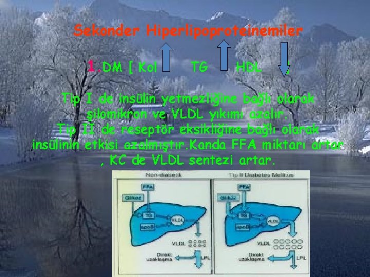 Sekonder Hiperlipoproteinemiler 1. DM [ Kol TG HDL ] Tip I de insülin yetmezliğine