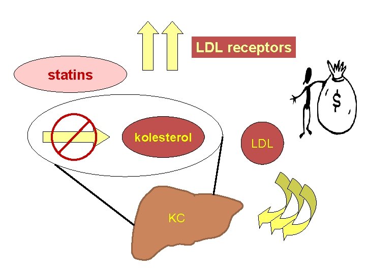 LDL receptors statins kolesterol KC LDL 