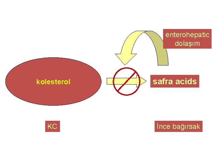 enterohepatic dolaşım kolesterol KC safra acids İnce bağırsak 