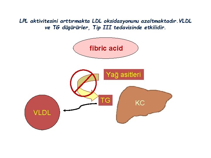 LPL aktivitesini arttırmakta LDL oksidasyonunu azaltmaktadır. VLDL ve TG düşürürler, Tip III tedavisinde etkilidir.