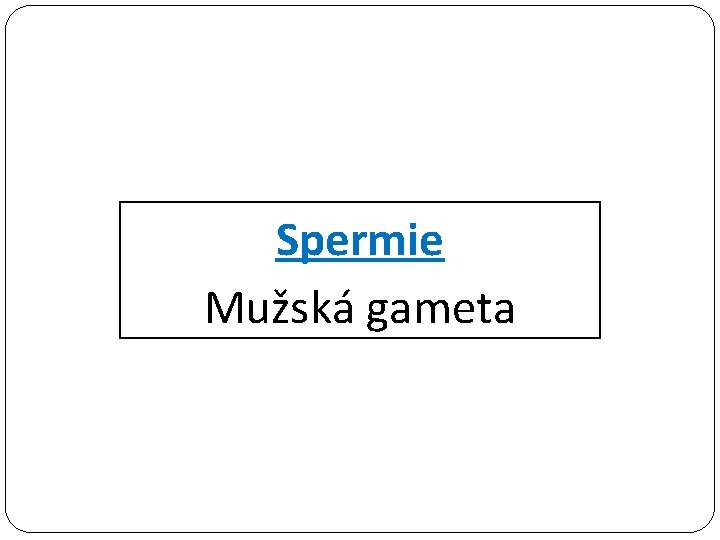 Spermie Mužská gameta 