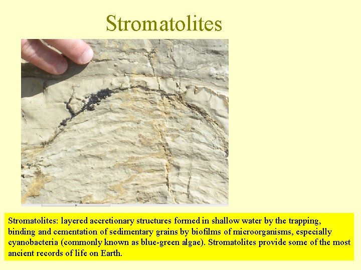 Stromatolites: layered accretionary structures formed in shallow water by the trapping, binding and cementation