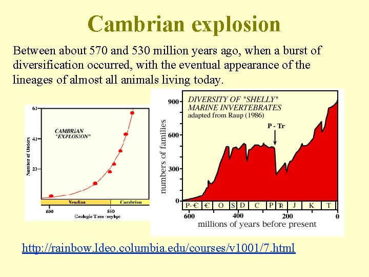 Cambrian explosion Between about 570 and 530 million years ago, when a burst of