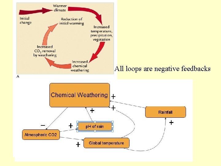 All loops are negative feedbacks 