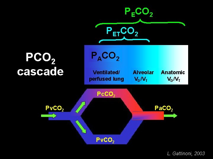 PECO 2 PETCO 2 PCO 2 cascade PACO 2 Ventilated/ perfused lung Pc. CO