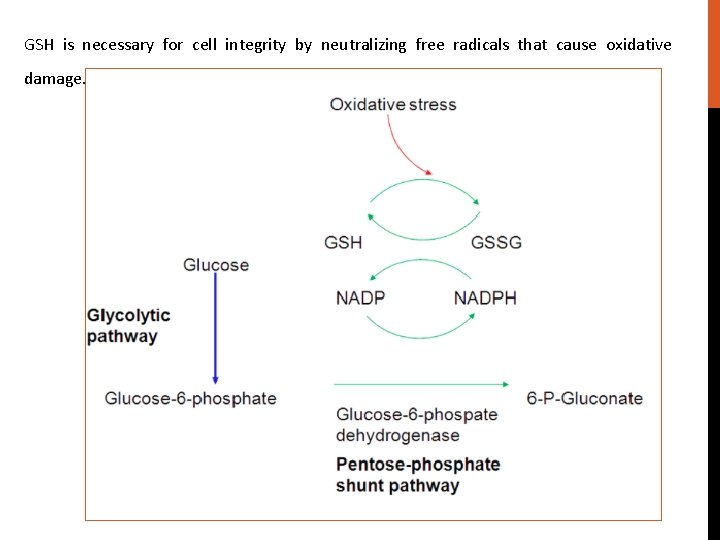 GSH is necessary for cell integrity by neutralizing free radicals that cause oxidative damage.