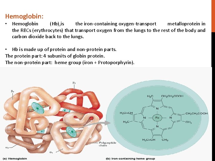 Hemoglobin: • Hemoglobin (Hb), is the iron-containing oxygen-transport metalloprotein in the RBCs (erythrocytes) that