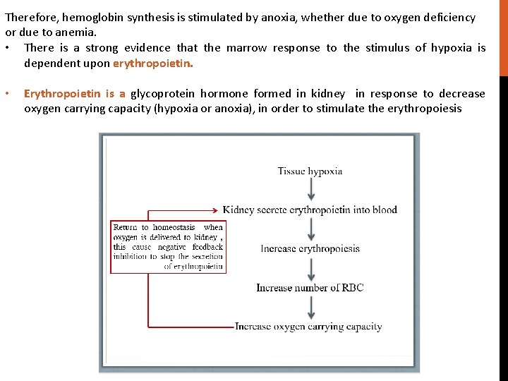 Therefore, hemoglobin synthesis is stimulated by anoxia, whether due to oxygen deficiency or due