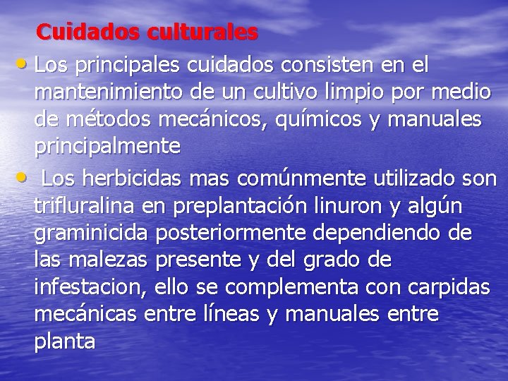 Cuidados culturales • Los principales cuidados consisten en el mantenimiento de un cultivo limpio