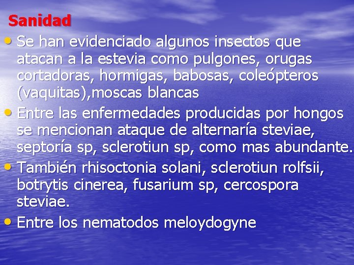 Sanidad • Se han evidenciado algunos insectos que atacan a la estevia como pulgones,