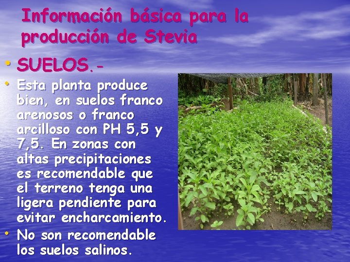 Información básica para la producción de Stevia • SUELOS. - • Esta planta produce