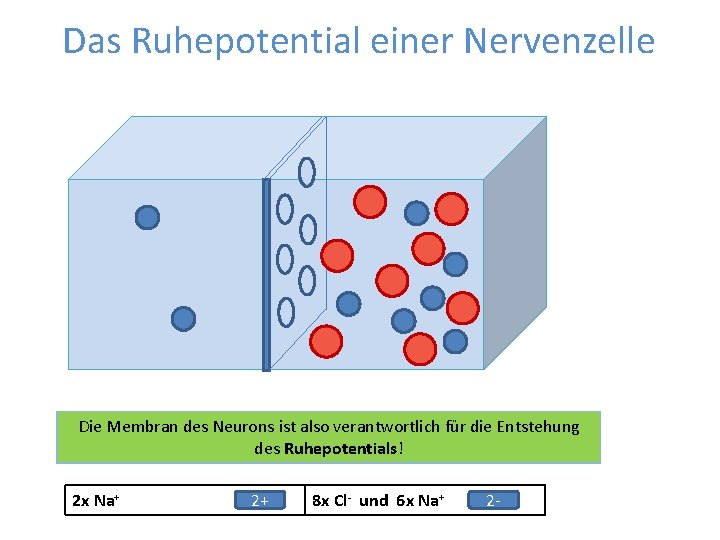 Das Ruhepotential einer Nervenzelle Die ist also verantwortlich die Entstehung Betrachten wirdes nun beide