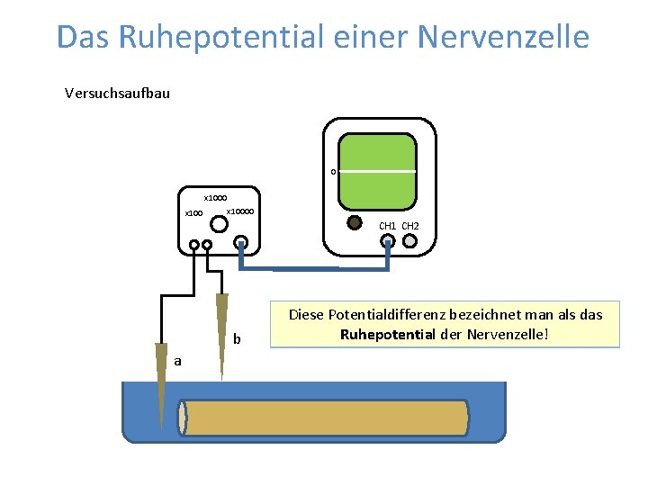 Das Ruhepotential einer Nervenzelle Versuchsaufbau 0 x 100 CH 1 x 10000 CH 1