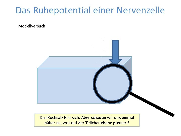 Das Ruhepotential einer Nervenzelle Modellversuch Wasdieses passiert, wenn Kochsalz Wie Daskommt Kochsalz löst Ruhepotential