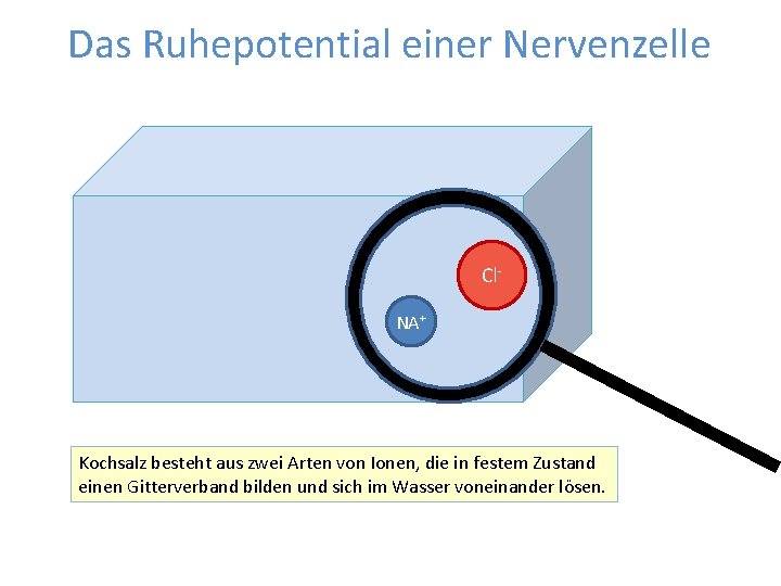 Das Ruhepotential einer Nervenzelle Cl. NA+ Kochsalz besteht aus zwei Arten von Ionen, die