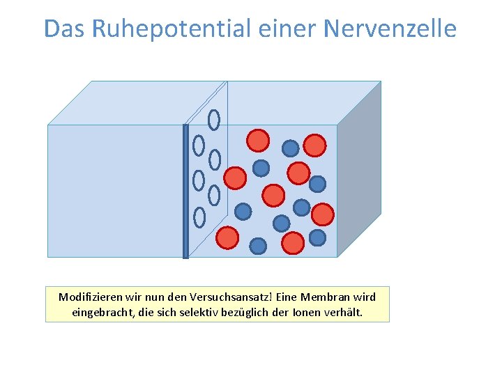 Das Ruhepotential einer Nervenzelle Modifizieren wir nun den Versuchsansatz! Eine Membran wird eingebracht, die Das Ruhepotential einer Nervenzelle Modifizieren wir nun den Versuchsansatz! Eine Membran wird eingebracht, die