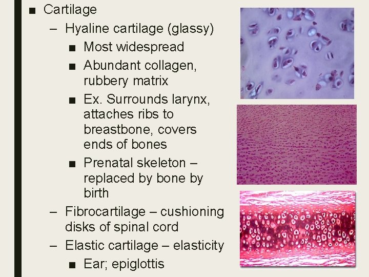 ■ Cartilage – Hyaline cartilage (glassy) ■ Most widespread ■ Abundant collagen, rubbery matrix