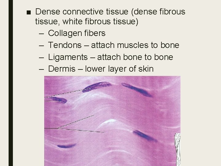 ■ Dense connective tissue (dense fibrous tissue, white fibrous tissue) – Collagen fibers –