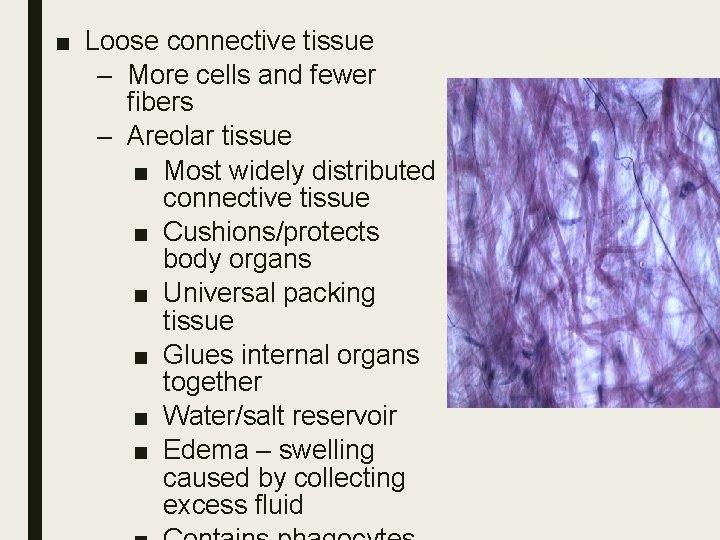 ■ Loose connective tissue – More cells and fewer fibers – Areolar tissue ■