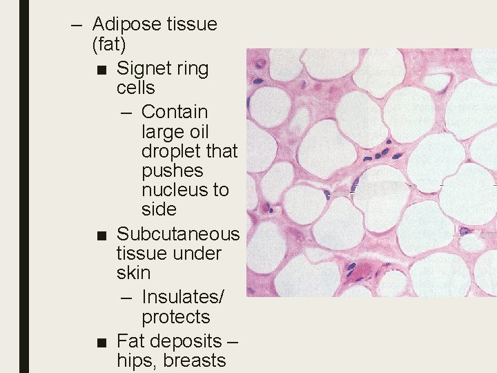 – Adipose tissue (fat) ■ Signet ring cells – Contain large oil droplet that