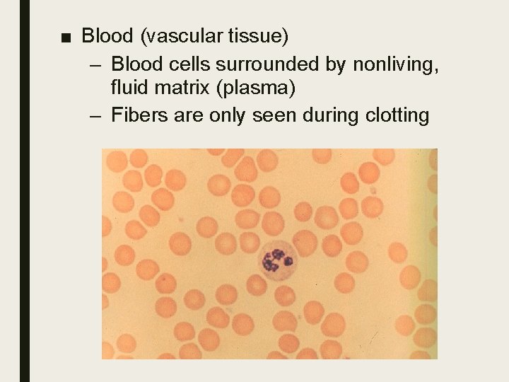 ■ Blood (vascular tissue) – Blood cells surrounded by nonliving, fluid matrix (plasma) –