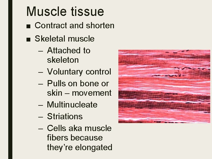 Muscle tissue ■ Contract and shorten ■ Skeletal muscle – Attached to skeleton –