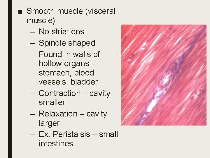 ■ Smooth muscle (visceral muscle) – No striations – Spindle shaped – Found in