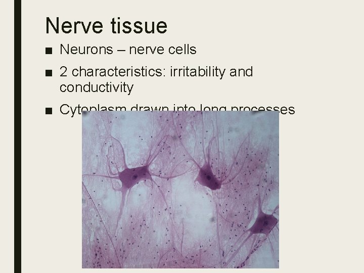 Nerve tissue ■ Neurons – nerve cells ■ 2 characteristics: irritability and conductivity ■