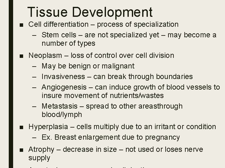 Tissue Development ■ Cell differentiation – process of specialization – Stem cells – are