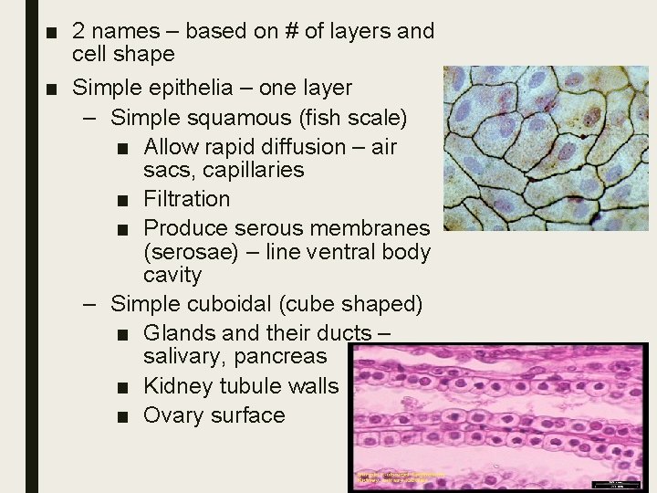 ■ 2 names – based on # of layers and cell shape ■ Simple