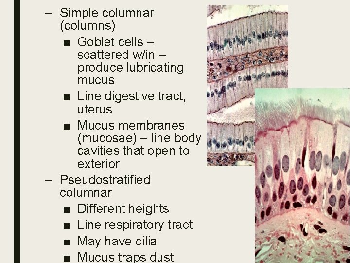 – Simple columnar (columns) ■ Goblet cells – scattered w/in – produce lubricating mucus