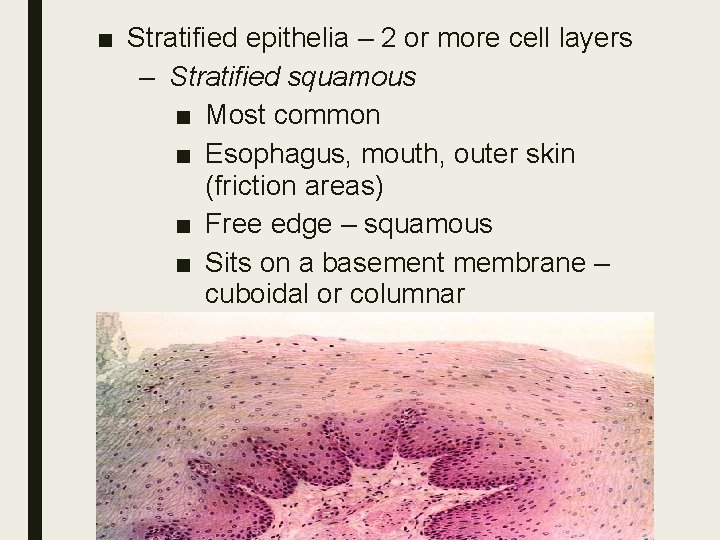 ■ Stratified epithelia – 2 or more cell layers – Stratified squamous ■ Most