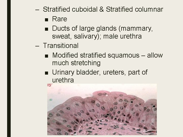 – Stratified cuboidal & Stratified columnar ■ Rare ■ Ducts of large glands (mammary,