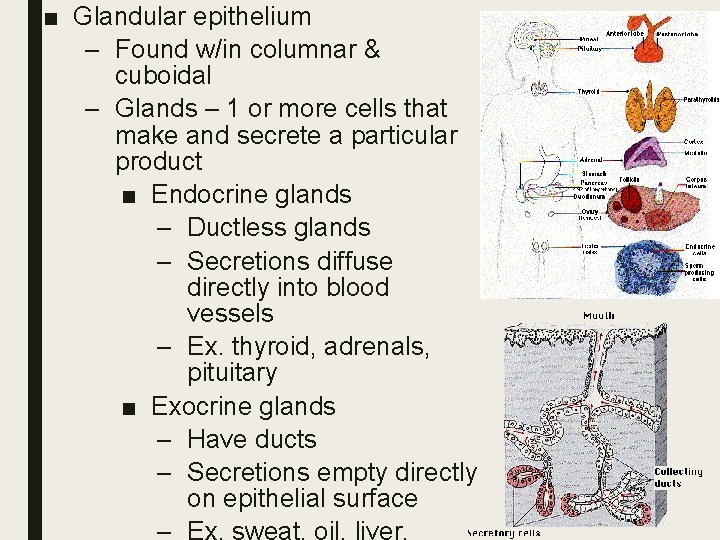 ■ Glandular epithelium – Found w/in columnar & cuboidal – Glands – 1 or