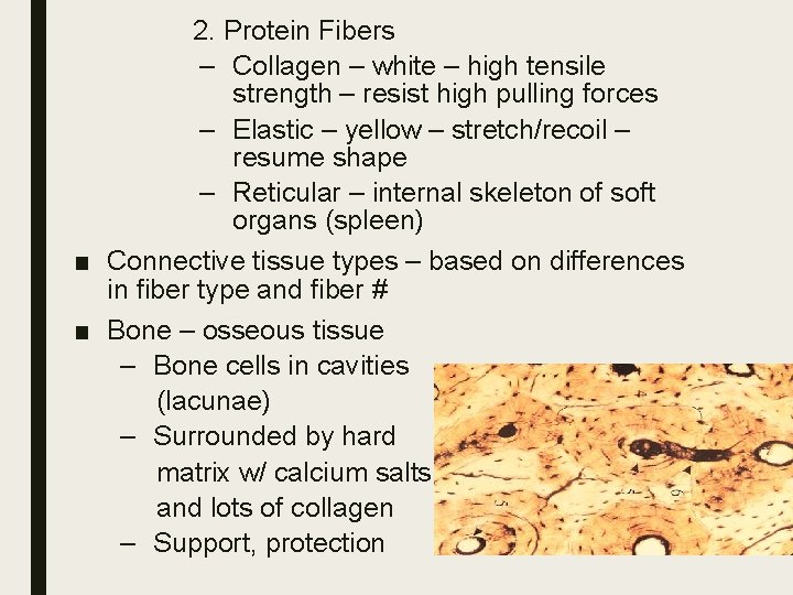 2. Protein Fibers – Collagen – white – high tensile strength – resist high